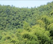 竹子的特點有哪些？